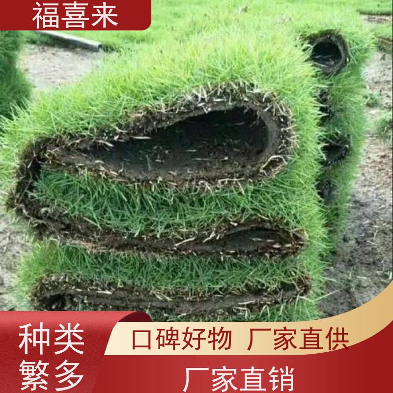 福喜来苗圃 马尼拉草卷 草皮基地直供 工程草坪