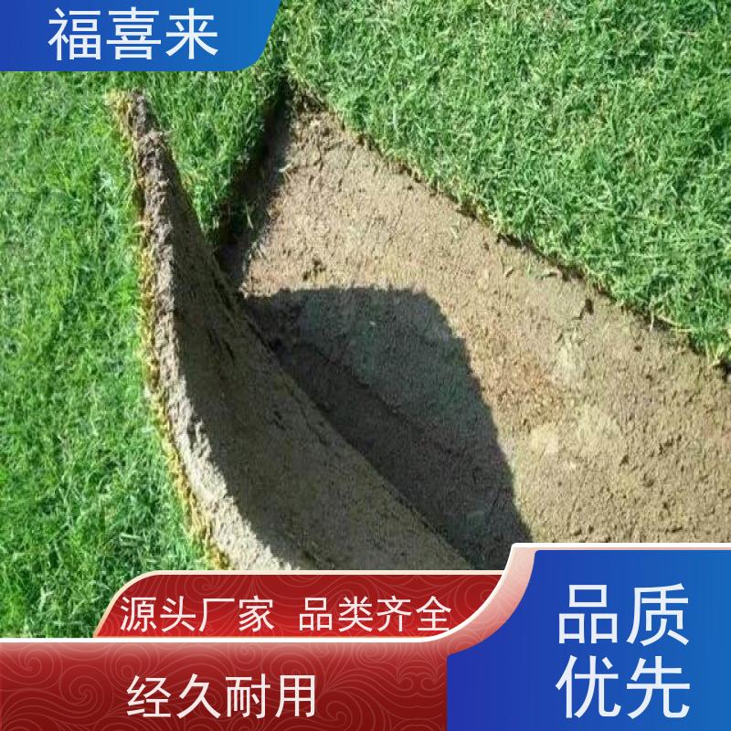 福喜来苗圃 草皮直供 道路园区绿化用 工程草坪