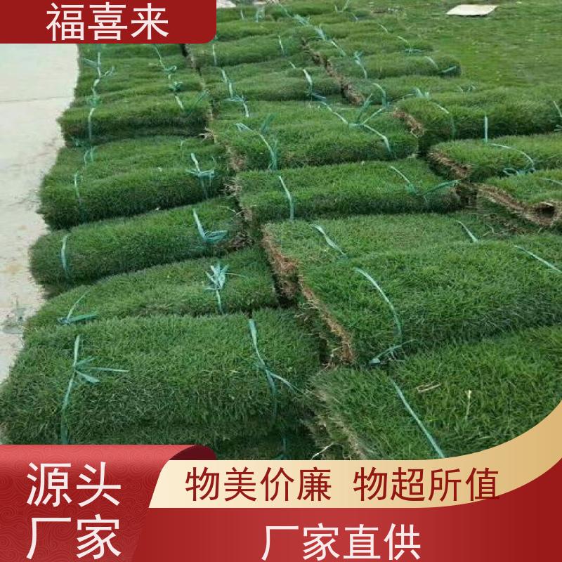 福喜来苗圃 马尼拉草卷出售 道路园区绿化用 常绿耐踩踏