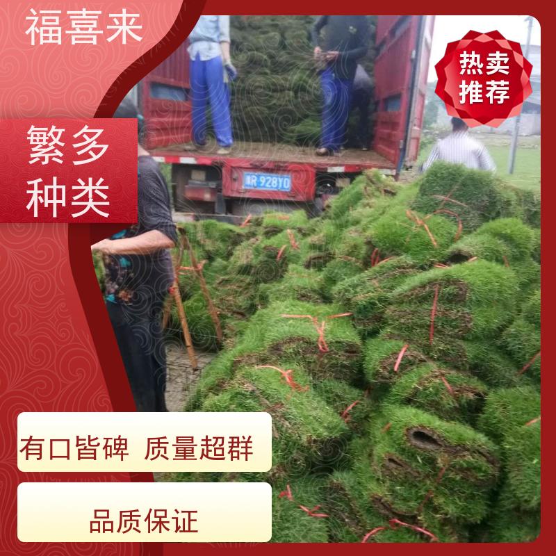 福喜来苗圃 草卷出售 耐寒耐践踏易存活暖季型 草坪基地直发