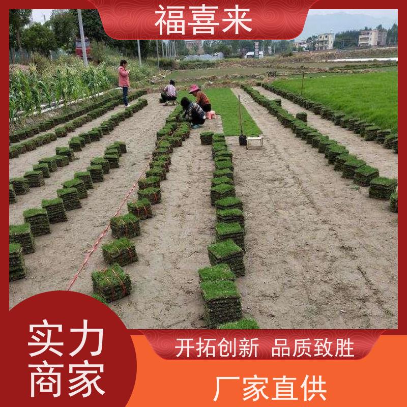 福喜来苗圃 马尼拉草块直供 球场用草 耐旱易打理 草坪基地直发