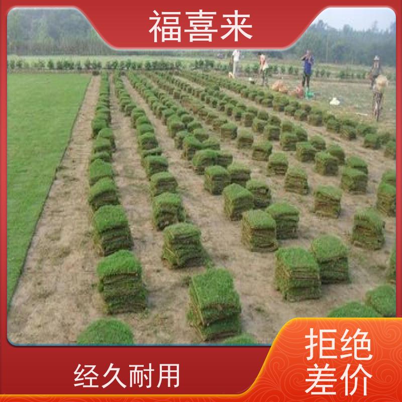 福喜来苗圃 草块出售 道路园区绿化用 常绿耐踩踏