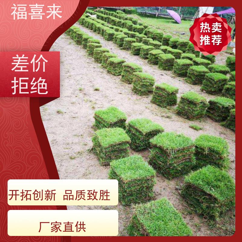 福喜来苗圃 马尼拉草块 耐寒耐践踏易存活暖季型 草坪基地直发