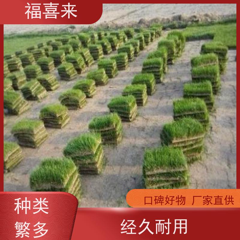 福喜来苗圃 马尼拉草块 公园绿化混播草坪 常绿耐踩踏