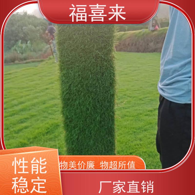 福喜来苗圃 草皮直供 公园绿化混播草坪 基地供应