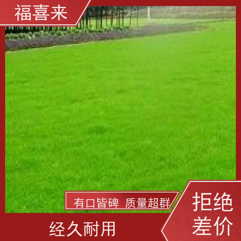 福喜来苗圃 马尼拉草皮直供 道路园区绿化用 工程草坪