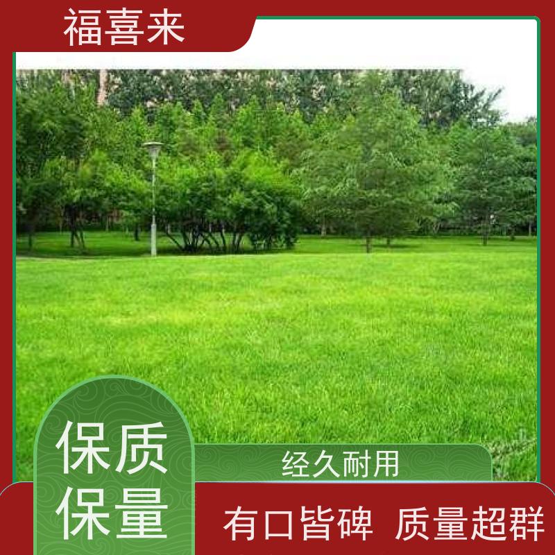 福喜来苗圃 马尼拉草皮直供 现挖现发品种齐全 工程草坪