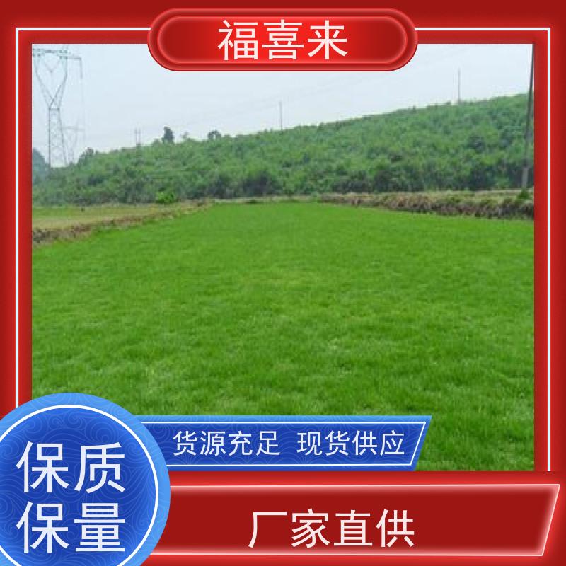 福喜来苗圃 马尼拉草皮供应 球场用草 耐旱易打理 常绿耐踩踏