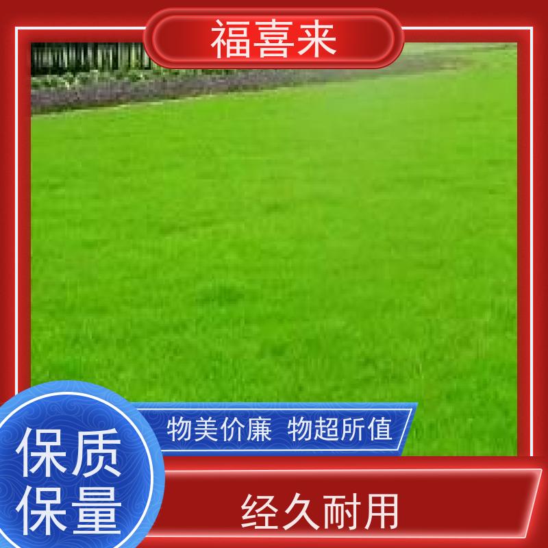 福喜来苗圃 草皮批发 道路园区绿化用 工程草坪