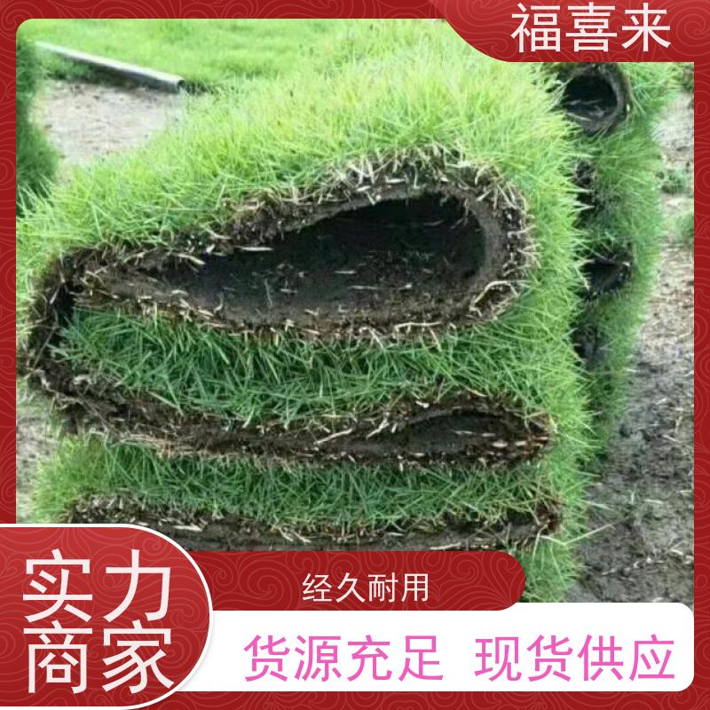 福喜来苗圃 马尼拉草卷 现挖现发品种齐全 工程草坪