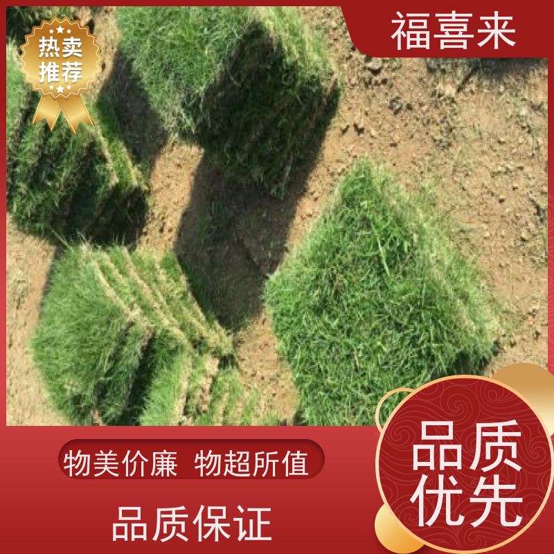 福喜来苗圃 草块批发 道路园区绿化用 草坪基地直发