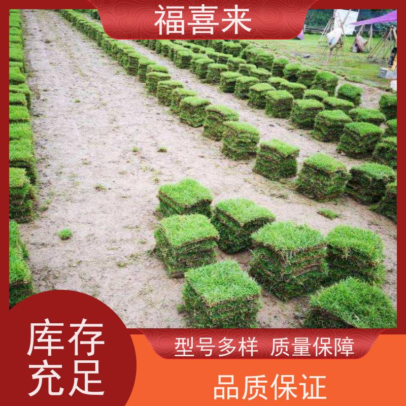 福喜来苗圃 草块直供 公园绿化混播草坪 常绿耐踩踏