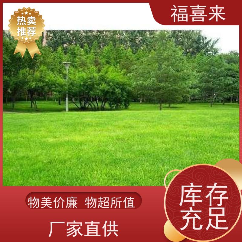 福喜来苗圃 马尼拉草皮直供 道路园区绿化用 草坪基地直发