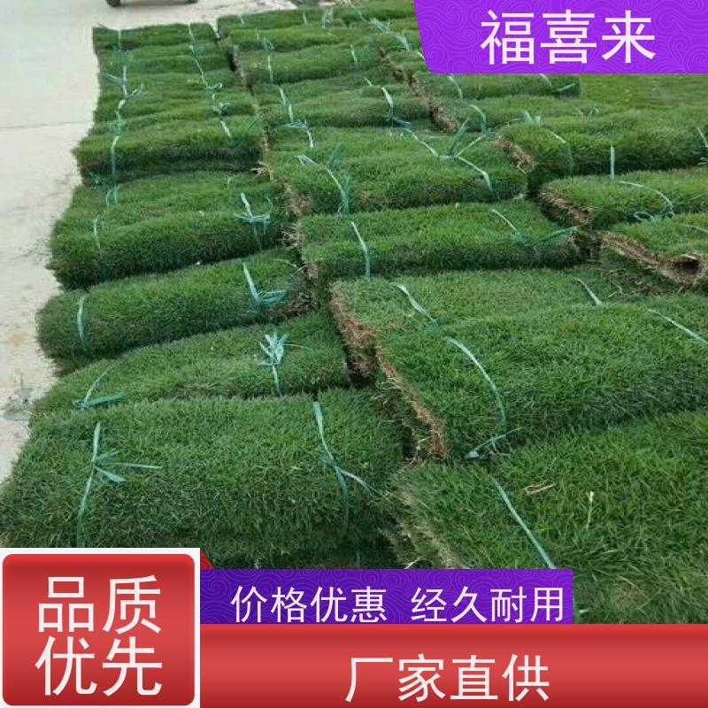 福喜来苗圃 草卷出售 耐寒耐践踏易存活暖季型 基地供应