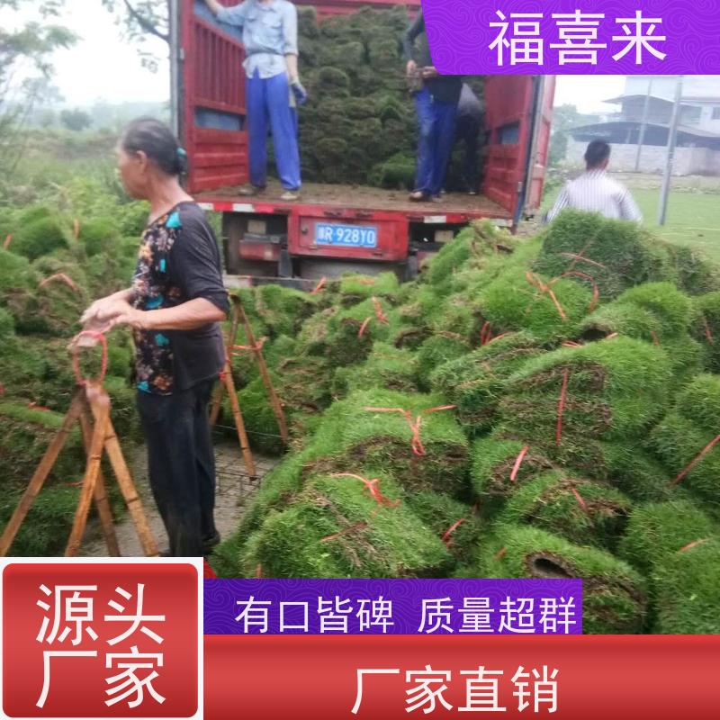 福喜来苗圃 马尼拉草卷 公园绿化混播草坪 常绿耐踩踏