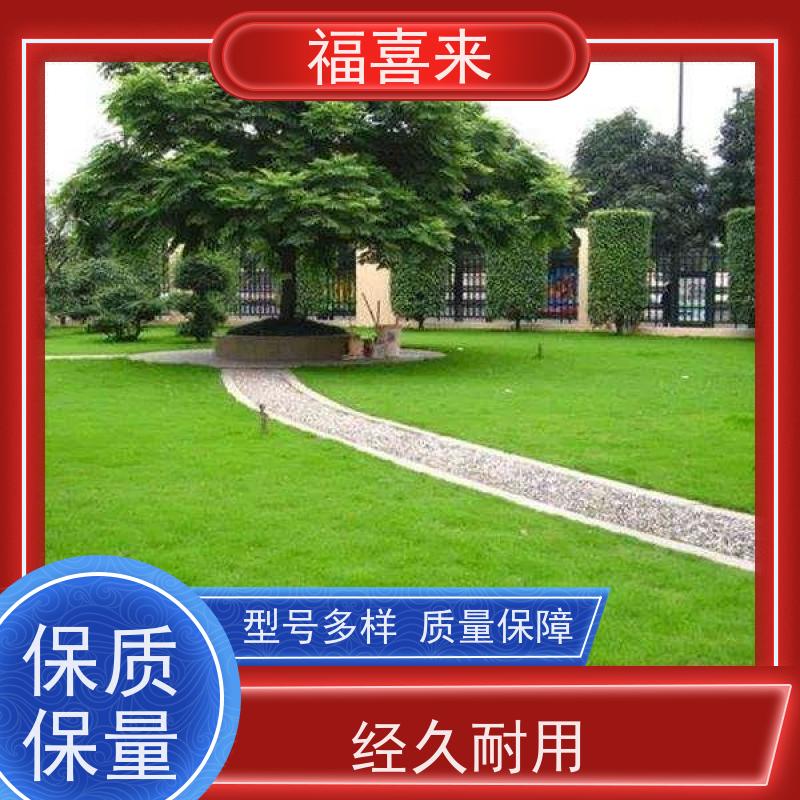 福喜来苗圃 草皮批发 耐寒耐践踏易存活暖季型 常绿耐踩踏