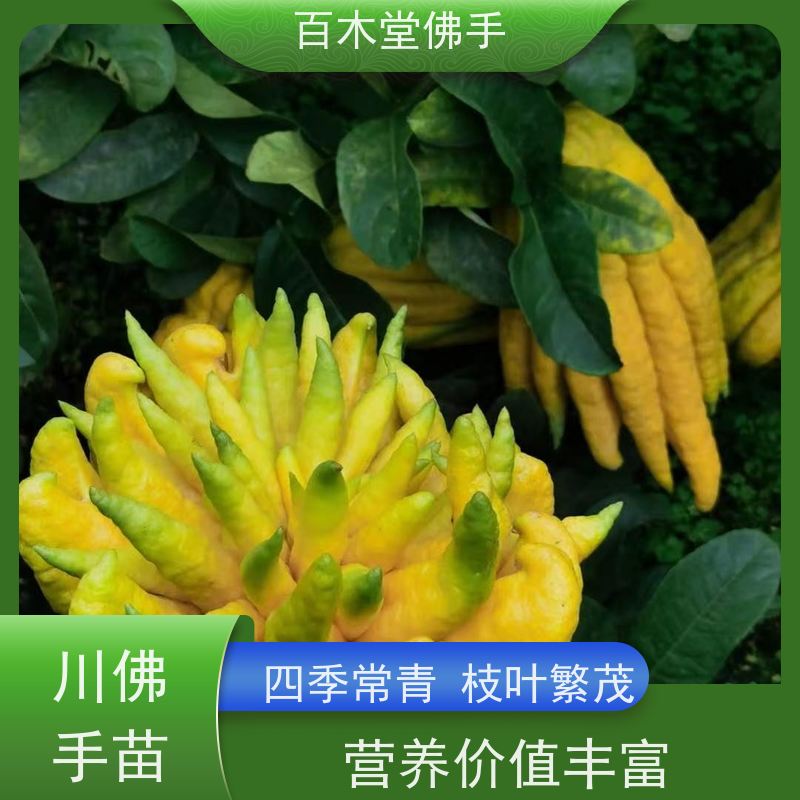 百木堂园林景区栽植中药材种植造型优美 产量高