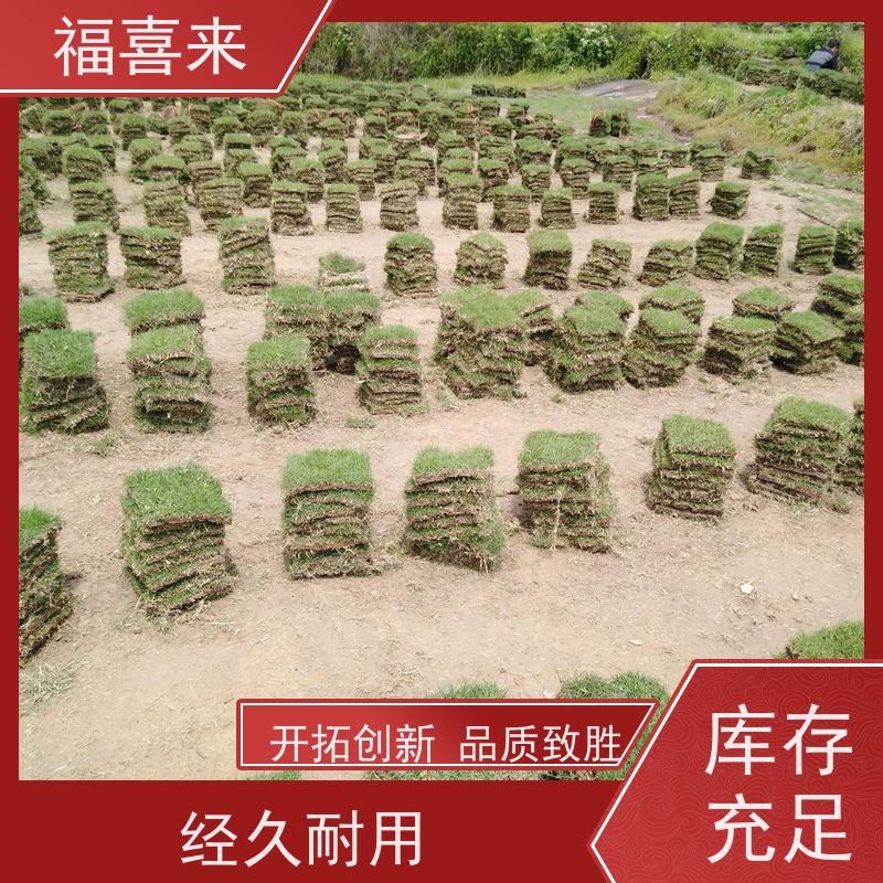 福喜来苗圃 马尼拉草块出售 现挖现发品种齐全 基地供应