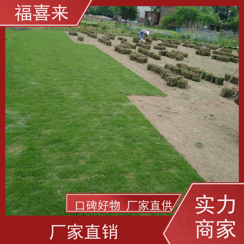 福喜来苗圃 草皮出售 道路园区绿化用 基地供应