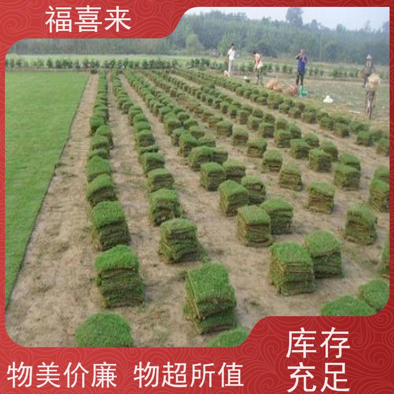福喜来苗圃 草块出售 耐寒耐践踏易存活暖季型 草坪基地直发