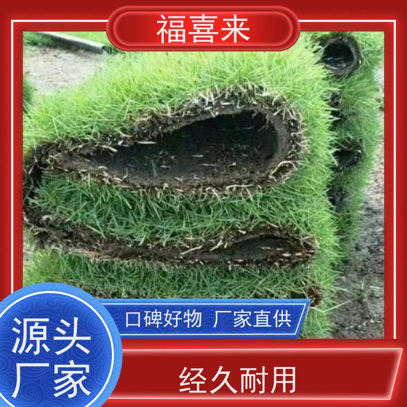 福喜来苗圃 马尼拉草卷直供 精品货效果好 工程草坪