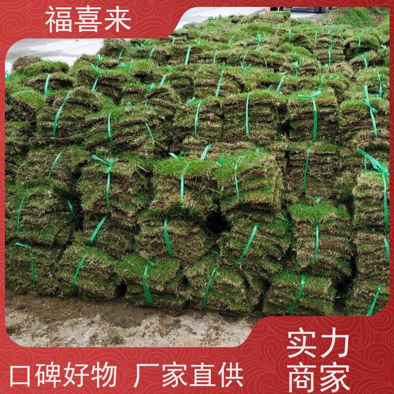 福喜来苗圃 草块供应 耐寒耐践踏易存活暖季型 常绿耐踩踏