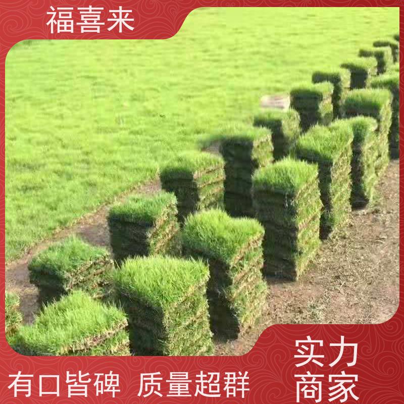 福喜来苗圃 草块批发 耐寒耐践踏易存活暖季型 常绿耐踩踏