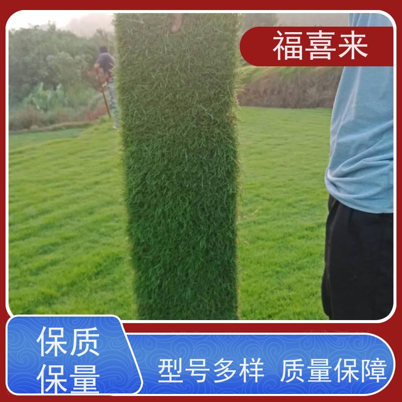 福喜来苗圃 草皮直供 精品货效果好 常绿耐踩踏