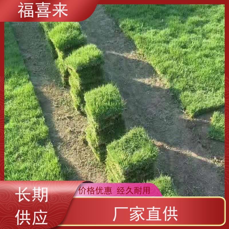 福喜来苗圃 马尼拉草块供应 道路园区绿化用 草坪基地直发