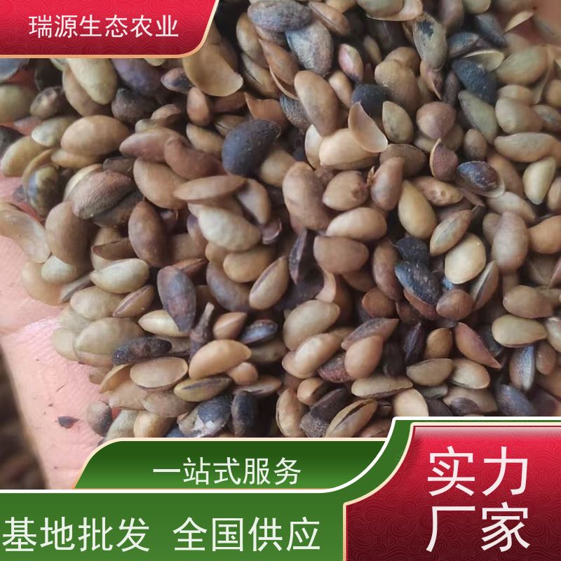 梵丰 黄柏种子的经济效益 丰富的药用成分 库存充足 成活率高