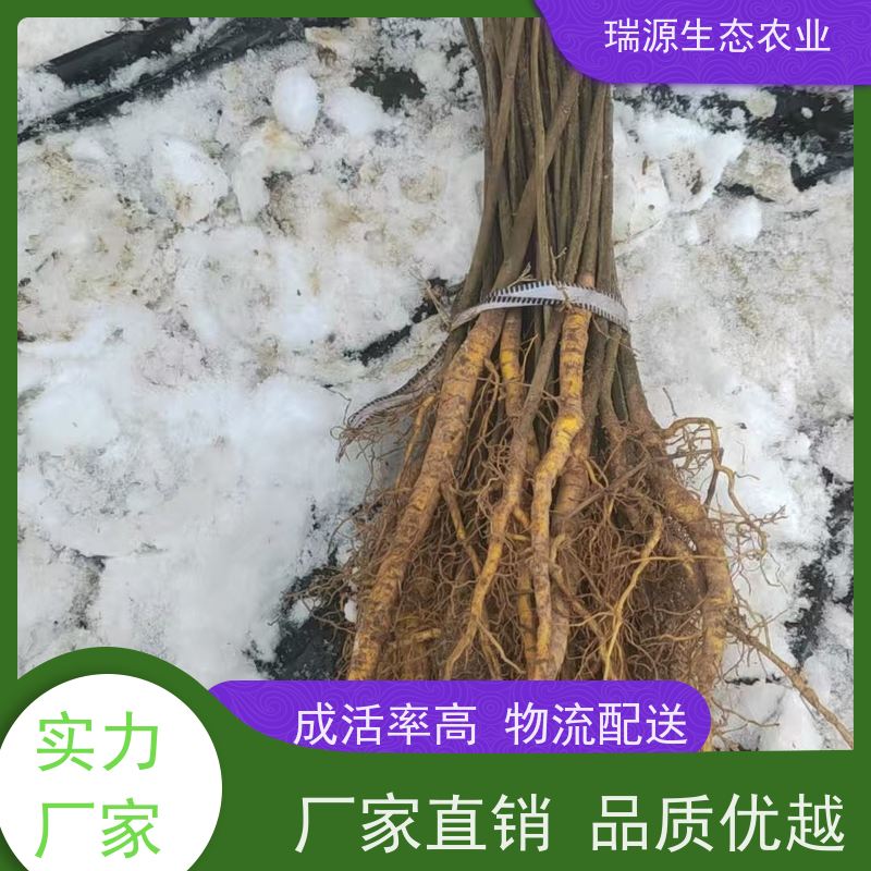 梵丰 黄柏种子的营养价值 丰富的药用成分 长期供应 诚信经营