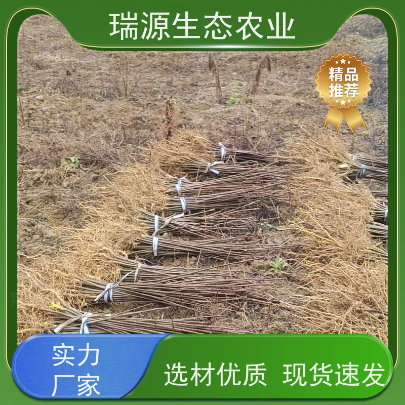 梵丰 川黄柏种子 丰富的药用成分 品质好 易成活