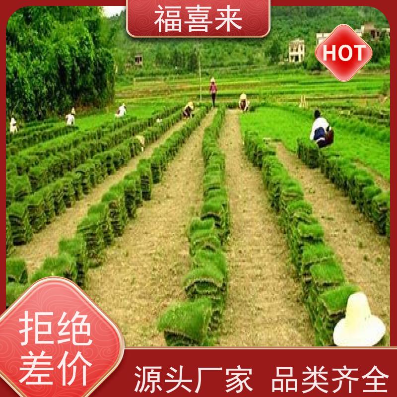 福喜来苗圃 马尼拉草块批发 公园绿化混播草坪 基地供应