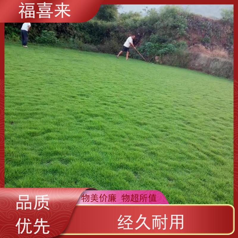 福喜来苗圃 草皮直供 球场用草 耐旱易打理 草坪基地直发