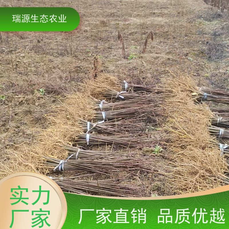 梵丰 黄柏种子的生长条件 丰富的药用成分 库存充足 成活率高