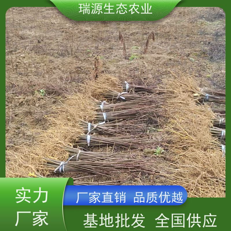 梵丰 黄柏种子的生长条件 丰富的药用成分 品质好 易成活