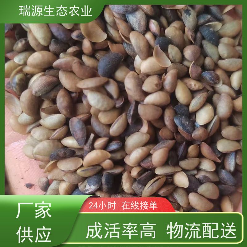 梵丰 黄柏种子的发展趋势与展望 丰富的药用成分 在线接单 物流配送 