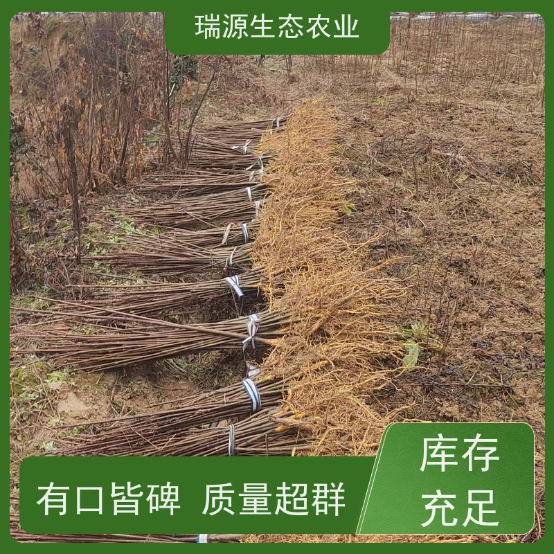 梵丰 黄柏种子的发展趋势与展望 丰富的药用成分 长期供应 诚信经营