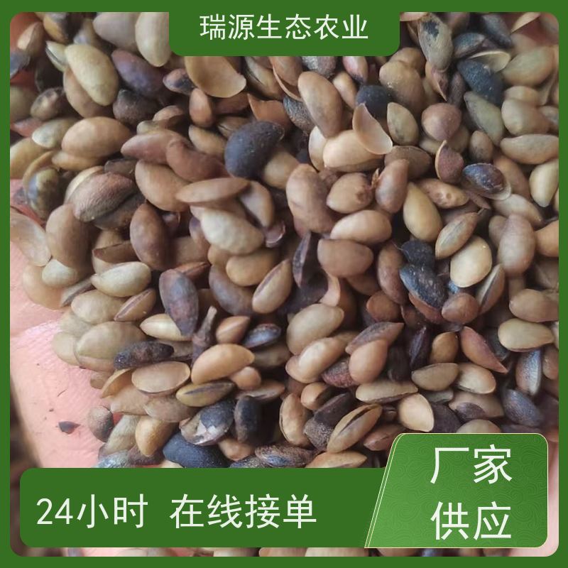 梵丰 黄柏种子的采收与加工 丰富的药用成分 长期供应 诚信经营
