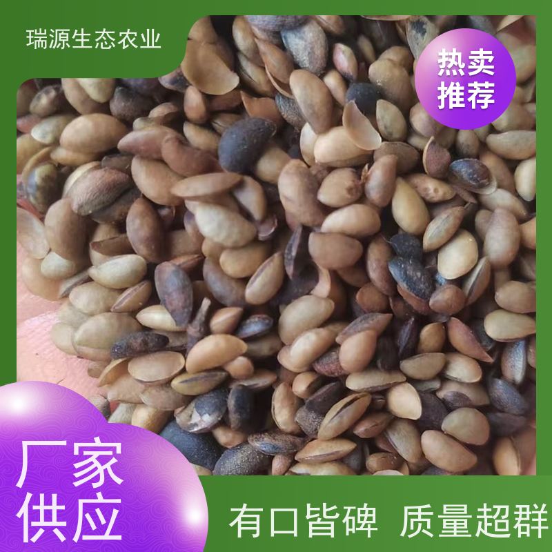 梵丰 黄柏种子的播种深度 丰富的药用成分 欢迎来电洽谈