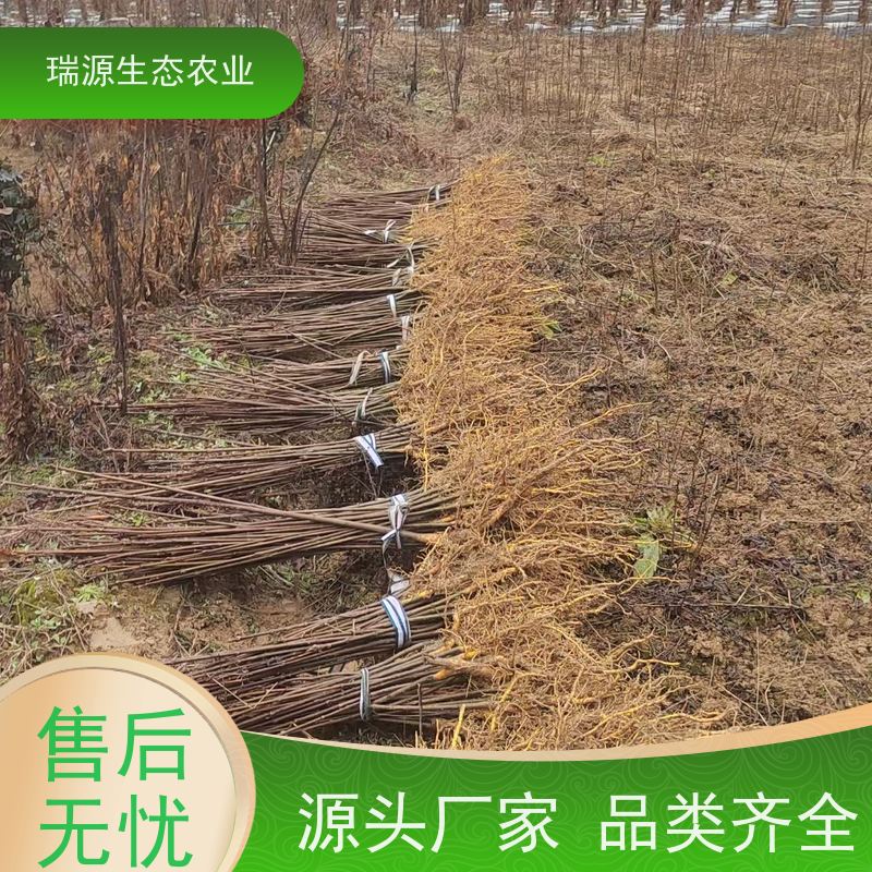 梵丰 黄柏种子的选择 丰富的药用成分 长期供应 诚信经营