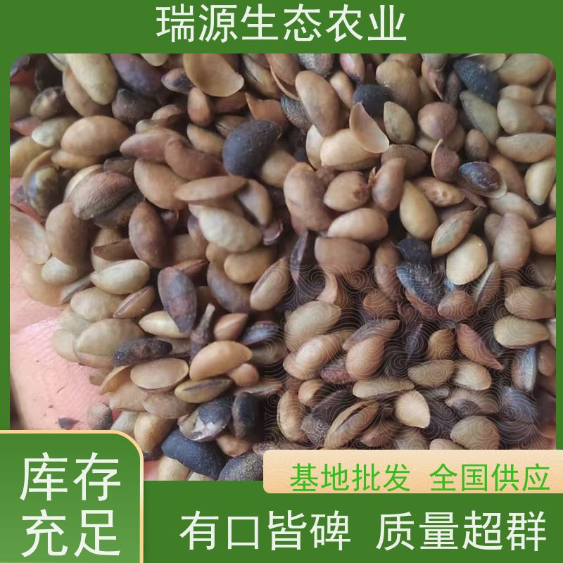 梵丰 黄柏种子的种植季节 丰富的药用成分 欢迎来电洽谈