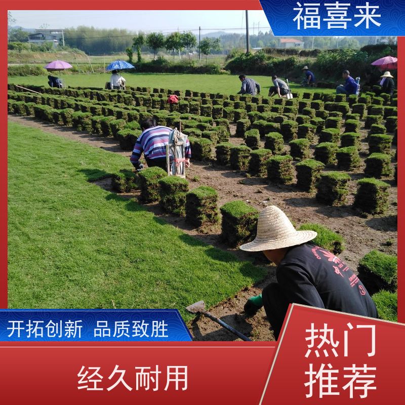 福喜来苗圃 马尼拉草块直供 现挖现发品种齐全 基地供应