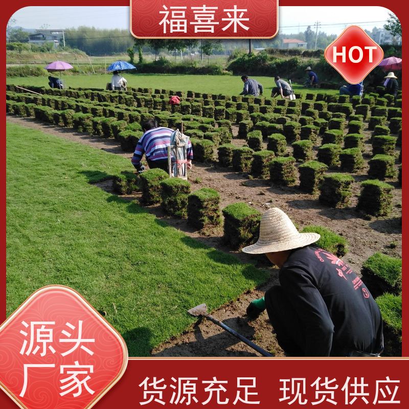 福喜来苗圃 马尼拉草块批发 耐寒耐践踏易存活暖季型 草坪基地直发