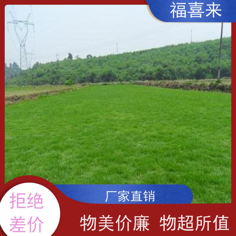 福喜来苗圃 草皮供应 球场用草 耐旱易打理 草坪基地直发