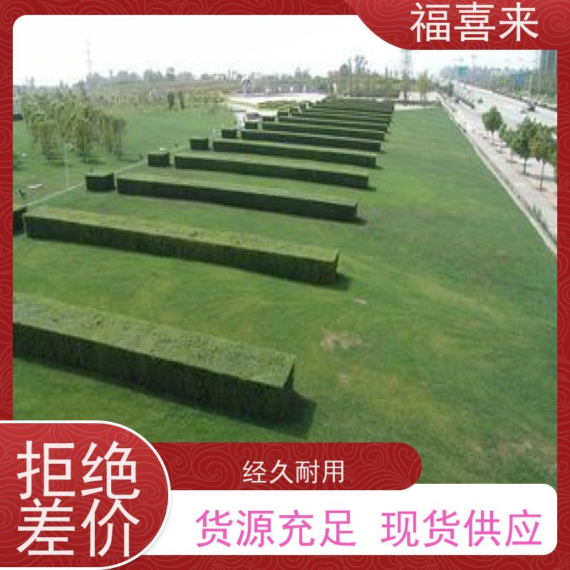 福喜来苗圃 马尼拉草皮 道路园区绿化用 工程草坪