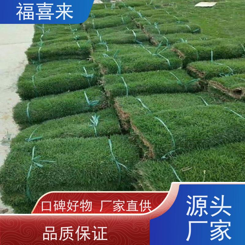 福喜来苗圃 草卷供应 道路园区绿化用 常绿耐踩踏