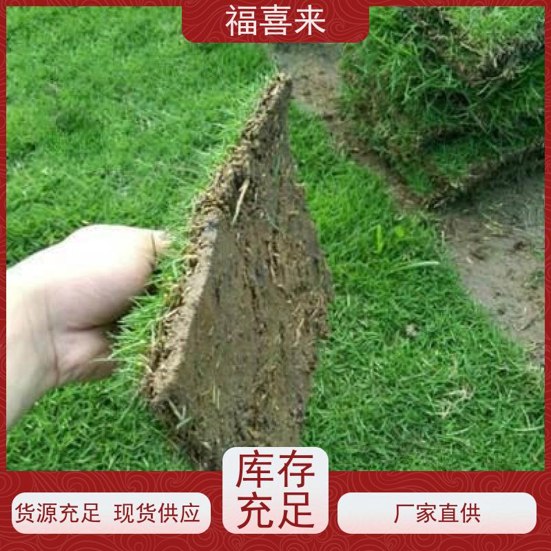 福喜来苗圃 马尼拉草皮出售 耐寒耐践踏易存活暖季型 常绿耐踩踏
