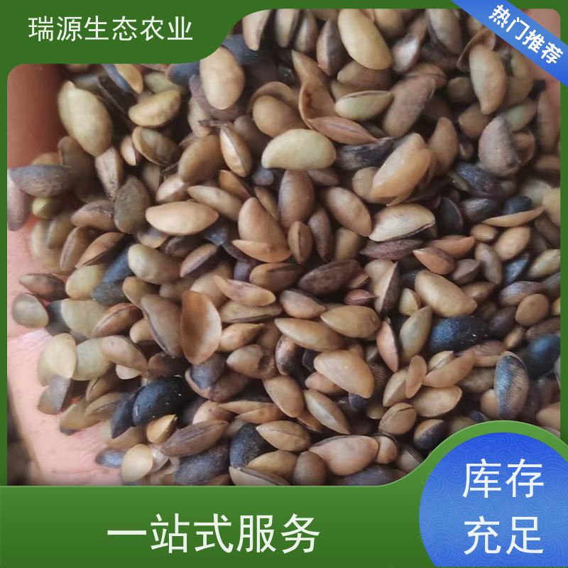 梵丰 黄柏种子的销售渠道 丰富的药用成分 基地直发 货源充足
