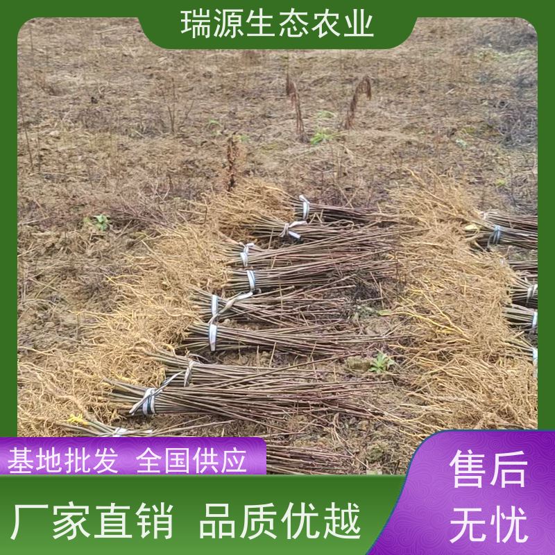 梵丰 黄柏种子的繁殖方式 丰富的药用成分 在线接单 物流配送 